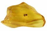 Fossil Ant (Formicidae) & Mite (Acari) In Baltic Amber #102773-2
